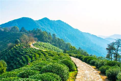 鳳凰嶺的風景與茶山的距離